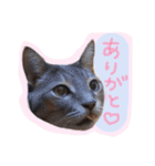 我が家のペッツ（個別スタンプ：12）
