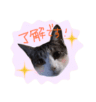 我が家のペッツ（個別スタンプ：13）