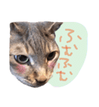 我が家のペッツ（個別スタンプ：14）