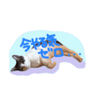 我が家のペッツ（個別スタンプ：15）