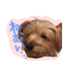 我が家のペッツ（個別スタンプ：16）