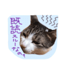 我が家のペッツ（個別スタンプ：17）