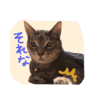 我が家のペッツ（個別スタンプ：18）