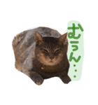 我が家のペッツ（個別スタンプ：19）