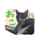 我が家のペッツ（個別スタンプ：20）