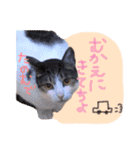 我が家のペッツ（個別スタンプ：24）