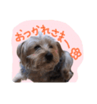 我が家のペッツ（個別スタンプ：26）