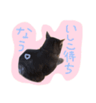 我が家のペッツ（個別スタンプ：27）