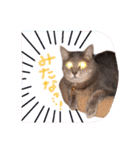 我が家のペッツ（個別スタンプ：30）