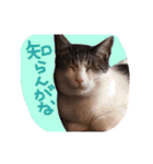 我が家のペッツ（個別スタンプ：31）