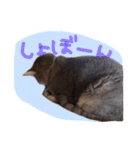 我が家のペッツ（個別スタンプ：32）