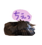 我が家のペッツ（個別スタンプ：33）