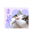 我が家のペッツ（個別スタンプ：34）