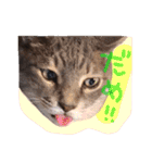 我が家のペッツ（個別スタンプ：36）