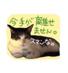 我が家のペッツ（個別スタンプ：38）