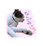 我が家のペッツ（個別スタンプ：39）