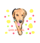 beagle Sophie（個別スタンプ：1）