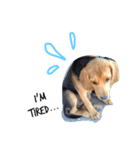 beagle Sophie（個別スタンプ：4）