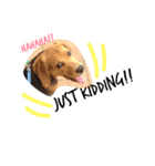 beagle Sophie（個別スタンプ：6）