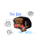 beagle Sophie（個別スタンプ：7）
