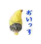 ぱうこりんのスタンプ（個別スタンプ：2）