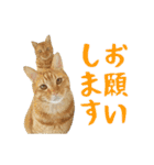 ぱうこりんのスタンプ（個別スタンプ：5）