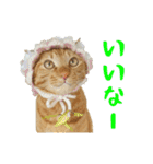 ぱうこりんのスタンプ（個別スタンプ：6）