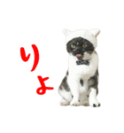 ぱうこりんのスタンプ（個別スタンプ：7）