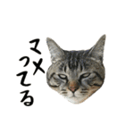 ぱうこりんのスタンプ（個別スタンプ：8）