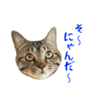 ぱうこりんのスタンプ（個別スタンプ：10）