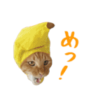 ぱうこりんのスタンプ（個別スタンプ：11）