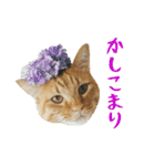 ぱうこりんのスタンプ（個別スタンプ：13）