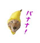 ぱうこりんのスタンプ（個別スタンプ：14）