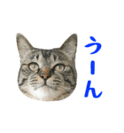 ぱうこりんのスタンプ（個別スタンプ：16）
