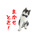 ぱうこりんのスタンプ（個別スタンプ：17）