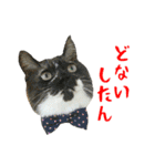 ぱうこりんのスタンプ（個別スタンプ：25）