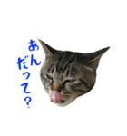 ぱうこりんのスタンプ（個別スタンプ：26）