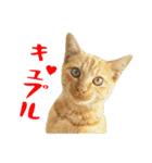 ぱうこりんのスタンプ（個別スタンプ：28）
