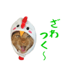 ぱうこりんのスタンプ（個別スタンプ：30）