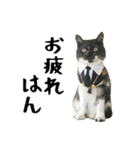ぱうこりんのスタンプ（個別スタンプ：31）