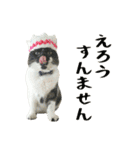 ぱうこりんのスタンプ（個別スタンプ：33）