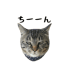 ぱうこりんのスタンプ（個別スタンプ：34）