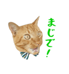 ぱうこりんのスタンプ（個別スタンプ：36）