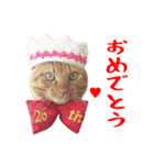 ぱうこりんのスタンプ（個別スタンプ：38）