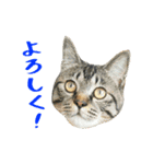 ぱうこりんのスタンプ（個別スタンプ：40）