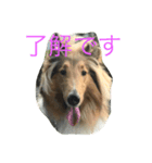 琥珀 だよー（個別スタンプ：1）