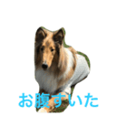 琥珀 だよー（個別スタンプ：4）
