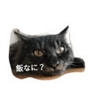 猫と人のきもち（個別スタンプ：2）