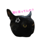 強気でクールな黒猫ですけど。（個別スタンプ：8）