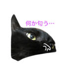 強気でクールな黒猫ですけど。（個別スタンプ：15）